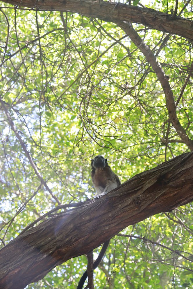 Mico Titi en el Nuevo parque Centenario de Cartagena Colombia